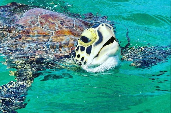 Snorkeling Tour to Vieques Island only 30 minutes away! - Who will enjoy this outing most