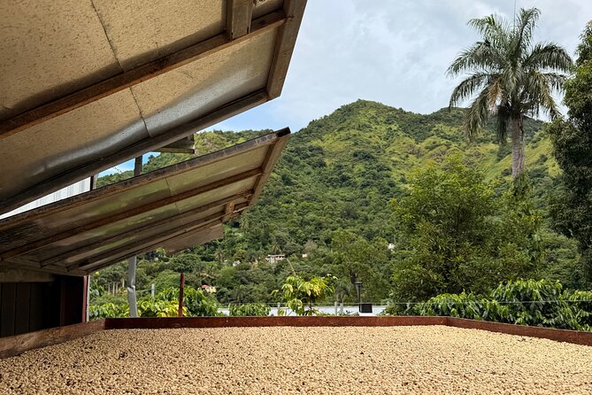 Sueños de Cafe - A Coffee Lovers Dream - Key things to know before booking