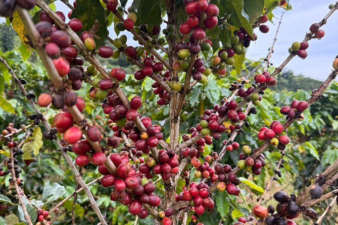 Sueños de Cafe - A Coffee Lovers Dream - Lunch at Naturola La Barra