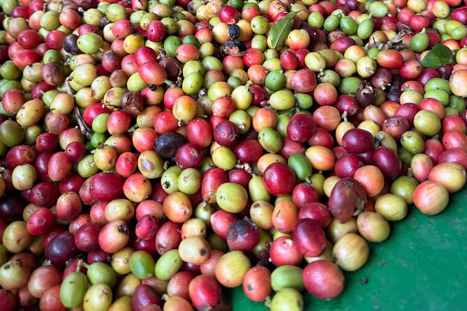 Sueños de Cafe - A Coffee Lovers Dream - Hacienda Prosperidad, from cherry to cup