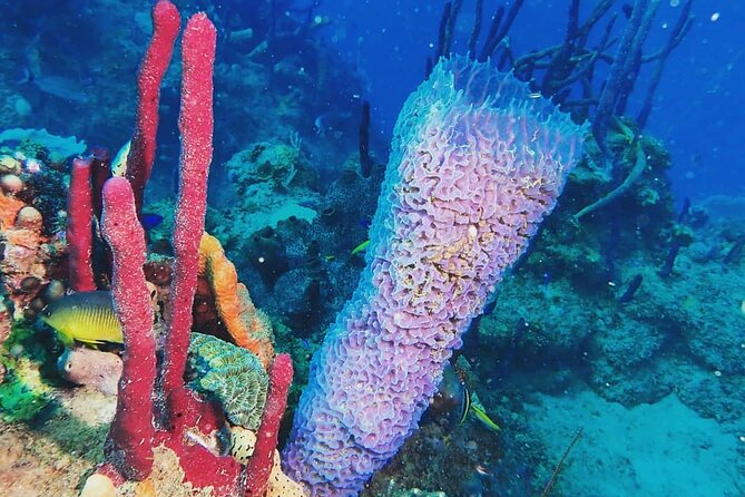 Sunset Snorkeling - Marine life you might see after sunset