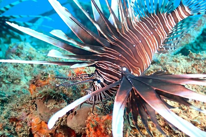 Sunset Snorkeling - What the ultraviolet gear adds