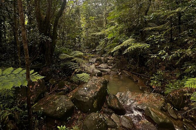 The Best Rainforest Experience in Puerto Rico - Angelito Trail and the Mameyes River