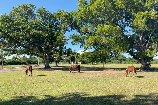 Vieques Bio Bay Tour and Beach Day Trip from San Juan by Ferry - The Main Drawbacks to Consider
