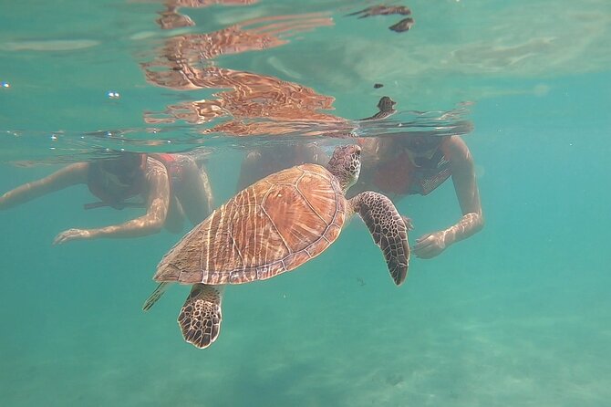 VIP San Juan: Snorkeling Tour with Turtles with Free Videos - Why the turtles make this San Juan outing special
