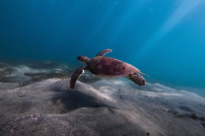 VIP San Juan: Snorkeling Tour with Turtles with Free Videos - Free videos are useful, with one practical catch