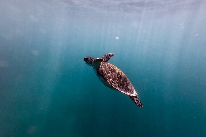 VIP San Juan: Snorkeling Tour with Turtles with Free Videos - The best time and what to bring