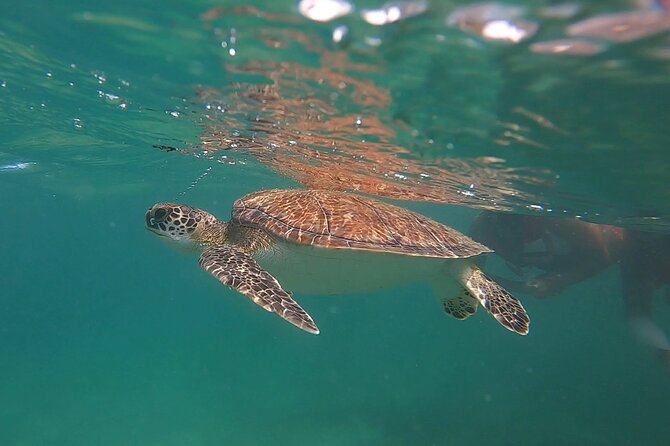 VIP San Juan: Snorkeling Tour with Turtles with Free Videos - Small groups make a real difference